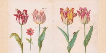 Tulips - Jacob Marrel