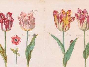 Tulips - Jacob Marrel